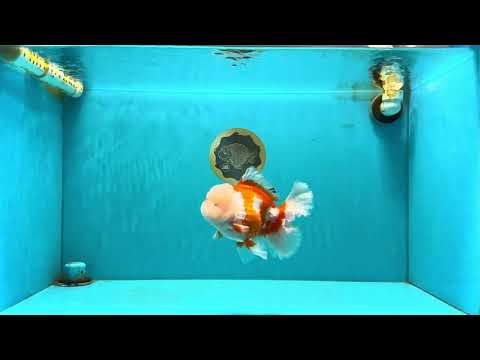 OLAF A Grade Red White Oranda Male 6 inches #040326OR_14