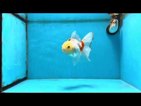 Red White Oranda Female 5.5 inches #111425OR_18