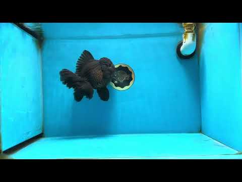 AAA Grade Godzilla Black Oranda Male 6 inches #080125OR_05