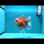 Show Grade Godzilla Oranda Female 6.5 inches #0804OR_15