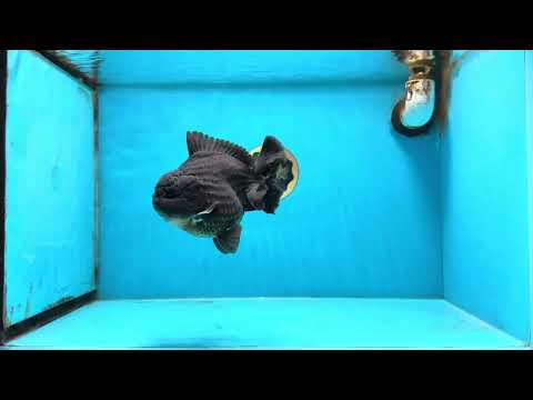 AAA Grade Godzilla Black Yuanbao Male 5-5.5 inches #103125YB_03