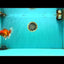A Grade Red White Oranda Male 5-5.5 inches #082826OR_14