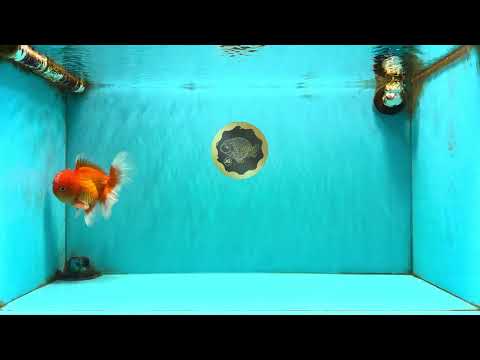 A Grade Red White Oranda Male 5-5.5 inches #082826OR_14