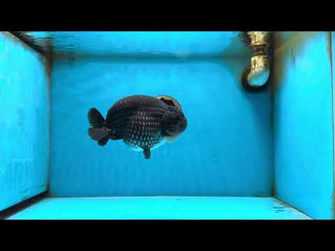 AAA Grade Black Blue LionKing 5.5 inches #082225LC_03