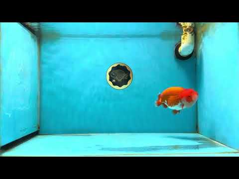 AAA Grade Red White LionKing 4.5 inches #050925LC_11