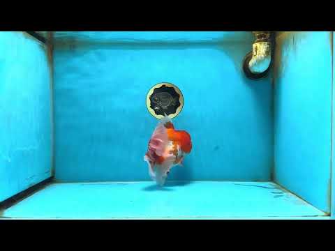 AAA Grade Red White Oranda Male 5.5-6 inches #082225OR_11