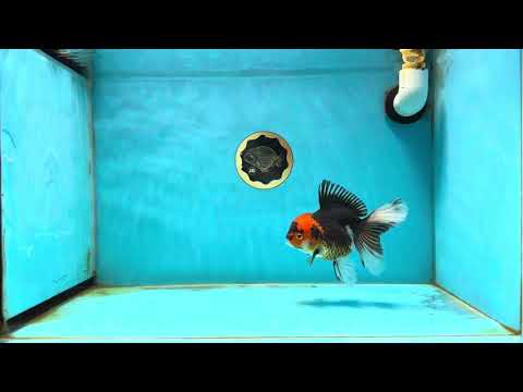 A Grade Tricolor Oranda Female 5 inches #031425OR_09
