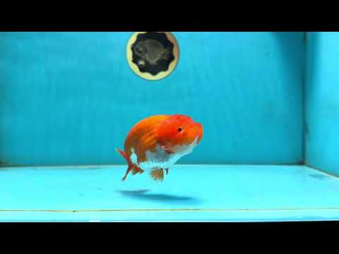 AAA Grade Young Red White LionQueen 4 inches #101025LC_08