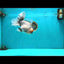 SPECIAL A Grade Red Head Marble Oranda Male 6.5-7 inches #082826OR_05