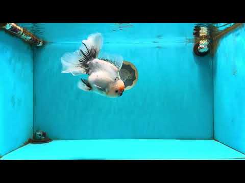 SPECIAL A Grade Red Head Marble Oranda Male 6.5-7 inches #082826OR_05
