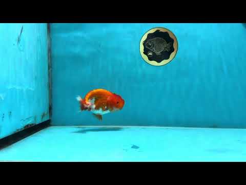 A Grade Red White LionQueen 4 inches #102425LC_09