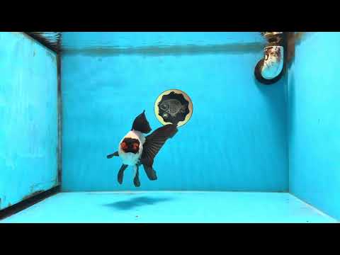 Little Pompom Tricolor Oranda Female 5.5 inches #111425OR_16