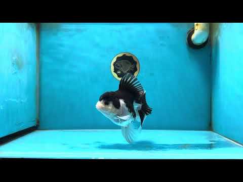 A Grade Panda Oranda Female 5-5.5 inches #051625OR_34