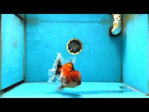 AAA Grade Godzilla Calico Sakura Oranda Male 5.5 inches #051625OR_20