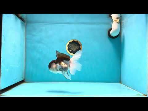 A Grade &quot;Oreo&quot; Panda Oranda Male 5 inches #022125OR_12