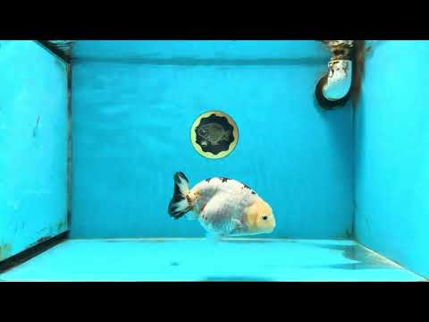 UNIQUE A Grade Chinese Cow Ranchu Female 4.5 inches #102425RC_05