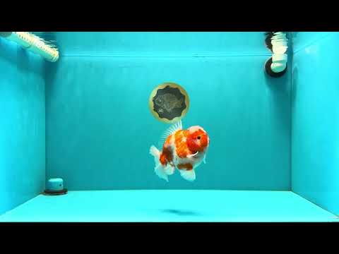 AAA Grade Sakura Yuanbao Male 5 inches #032026YB_19