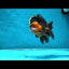 A Grade Dragon Tricolor Oranda Male 5 inches #060625OR_18