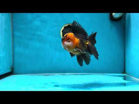A Grade Dragon Tricolor Oranda Male 5 inches #060625OR_18