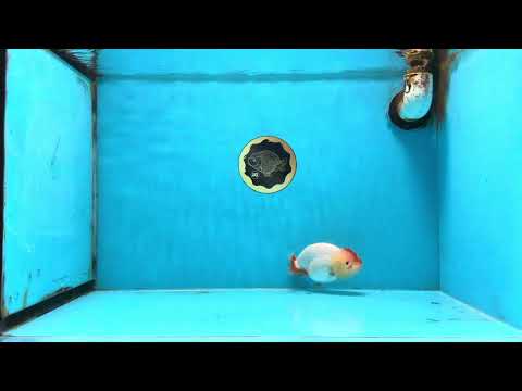 AAA Grade Red White LionQueen 4 inches #103125LC_28