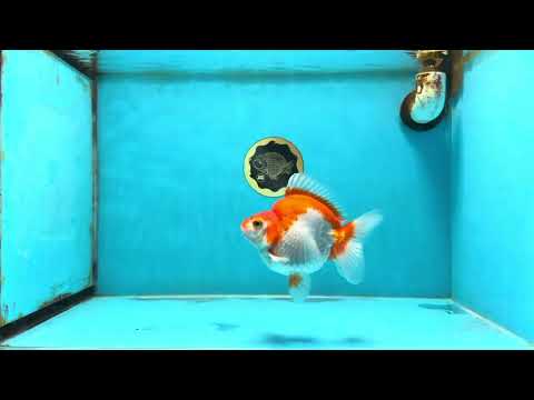 A Grade Red White Ryukin Female 4.5 inches #111425RK_10