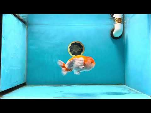 Super Cute Red White LionHead Male 4.5 inches #011025LH_03