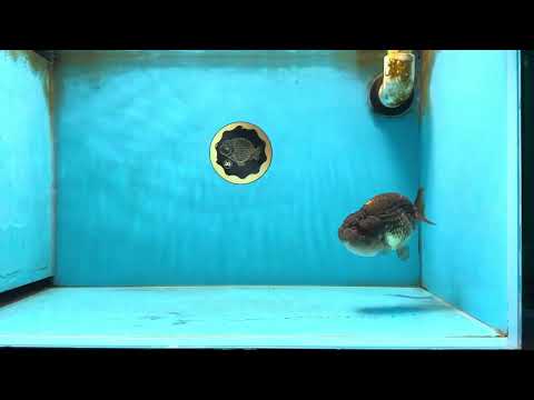 A Grade Dragon Scale Black Copper LionQueen 4-4.5 inches #062725LC_07