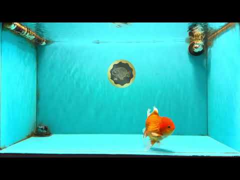 A Grade Red White Oranda Male 5.5 inches #091826OR_06