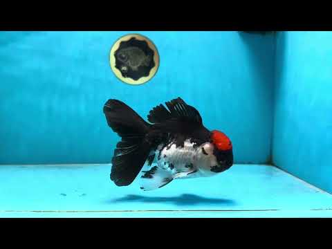 Tricolor Oranda Female 5 inches #091225OR_16