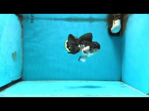 Panda Oranda Male 5 inches #091225OR_25