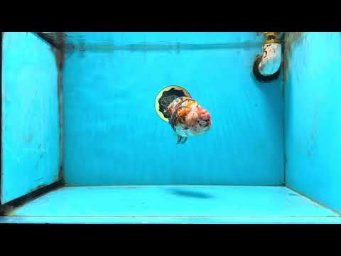 AAA Grade Special Calico LionKing 4.5-5 inches #101025RC_21