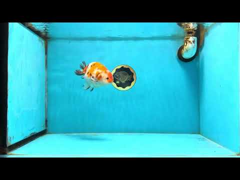 A Grade Tricolor Sakura Chinese Ranchu Male 4.5-5 inches #112125RC_15