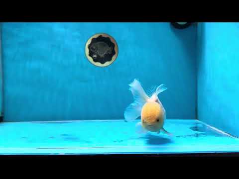 A Grade White Oranda Male 4.5 inches #032125OR_13