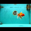A Grade Red White Oranda Male 6 inches #101626OR_06