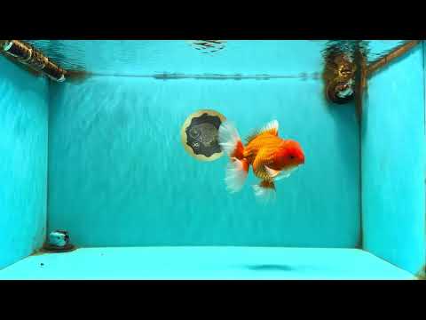 A Grade Red White Oranda Male 6 inches #101626OR_06