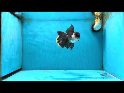 A Grade Panda Oranda Male 5 inches #050225OR_09