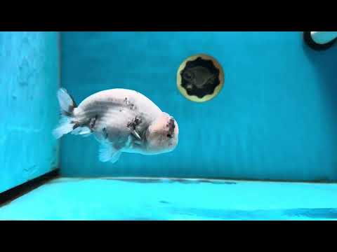 Blue Base Ocean Marble Ranchu Male 5 inches #011025RC_05