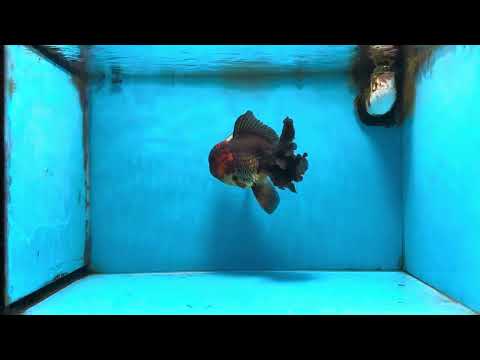 A Grade Lava Head Apache Oranda Male 6 inches #091925OR_13