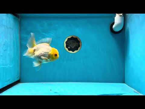 A Grade Lemonhead Oranda Male 4-4.5 inches #020725OR_22