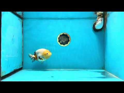 SPECIAL AAA Grade Chinese Cow Ranchu Female 5 inches #102425RC_06