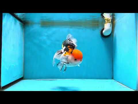 A Grade Tricolor Oranda Female 6-6.5 inches #071125OR_10