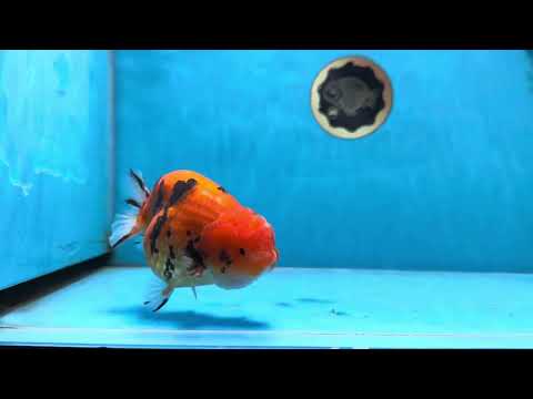 AAA Grade Tiger LionKing 4.5 inches #060625LC_04