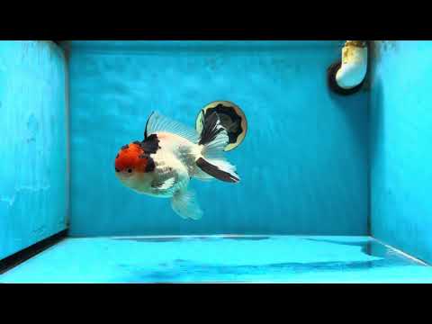 AAA Grade Tricolor Oranda Male 4.5-5 inches #041125OR_01