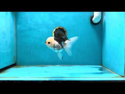 A Grade Tricolor Button Eyes Oranda Female 4 inches #031425OR_08