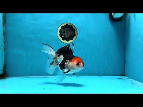 Tricolor Oranda Female 5-5.5 inches #100325OR_16