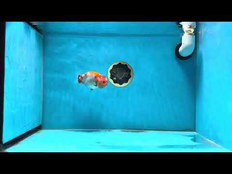 A Grade Polka Dot Kohaku LionQueen 3.5-4 inches #013125LC_10