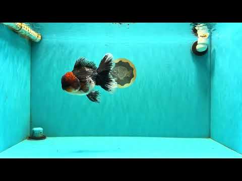 AAA Grade Red Head Kirin Oranda Male 6-6.5 inches #070326OR_27