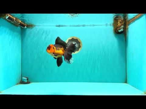 LAVA AAA Grade Apache Oranda Male 5.5 inches #100926OR_21