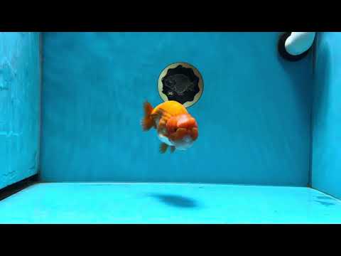 A Grade Big Wen Jade Head Red White LionKing 4.5 inches #021425LC_03