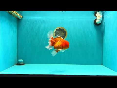 A Grade Cherry Blossom Red White Oranda Male 5.5 inches #061926OR_25